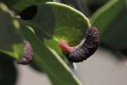 Image of Manzanita Leaf Gall Aphid