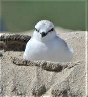 Слика од Charadrius marginatus Vieillot 1818