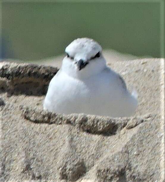 Слика од Charadrius marginatus Vieillot 1818