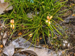 Image of Stylidium uniflorum subsp. uniflorum