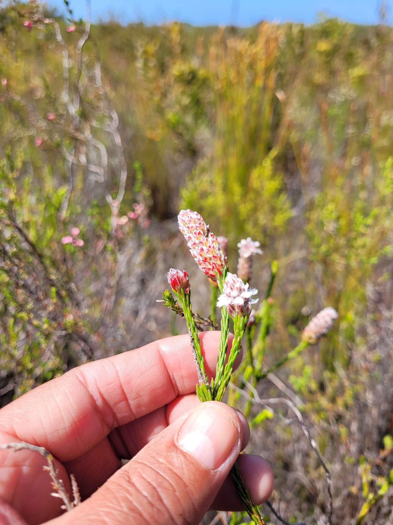 Image of Spatalla ericoides Phillips