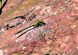 Image of Western Clubtail