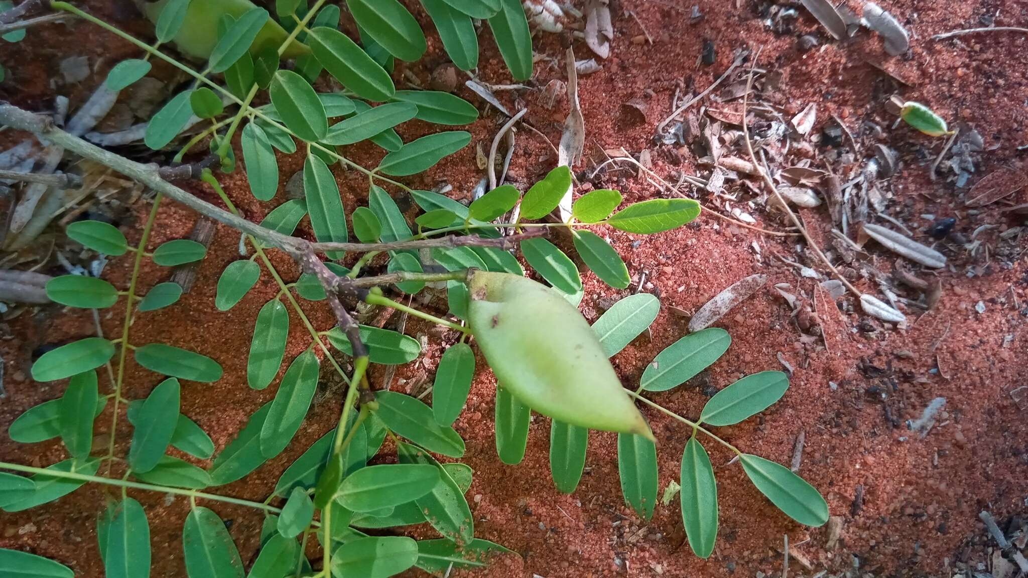 Plancia ëd Dicraeopetalum capuronianum (M. Peltier) Yakovlev