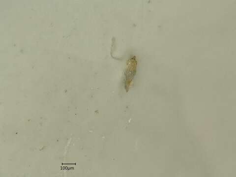 Image of Leafhopper