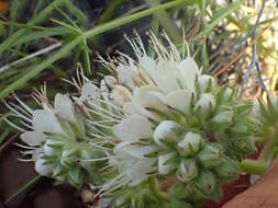 Image of Kaweah River phacelia