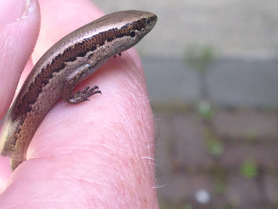 Image of common New Zealand skink