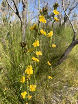 Слика од Goodenia stelligera R. Br.