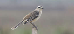 Image of Chalk-browed Mockingbird