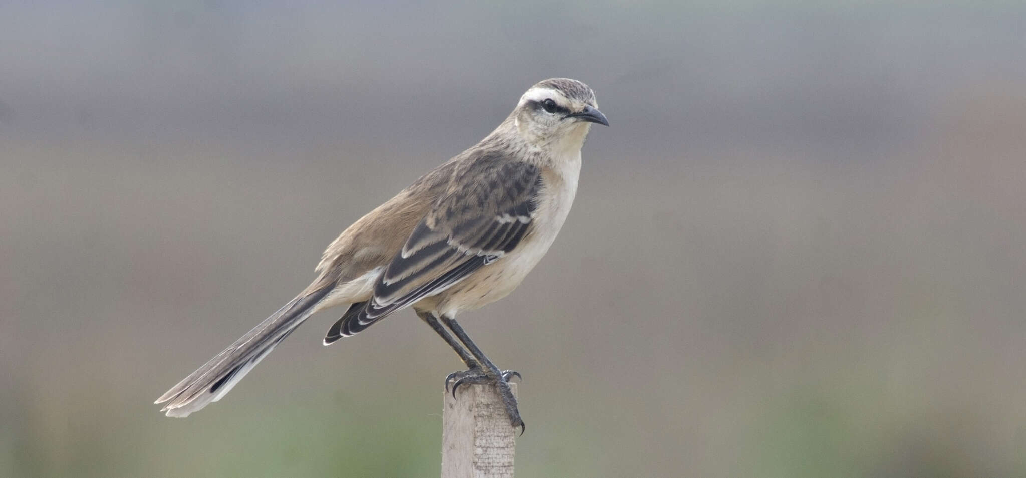 Image of Chalk-browed Mockingbird