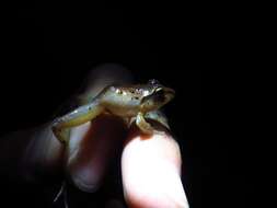 Image of Fitzinger's Robber Frog