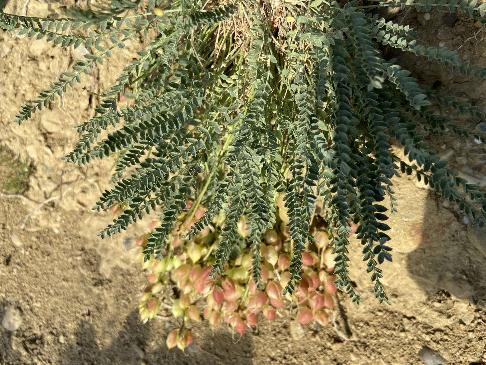 Imagem de Astragalus physodes subsp. physodes