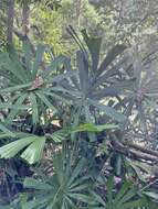 Image of Mangrove fan palm