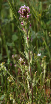 Image of shortstyle Indian paintbrush