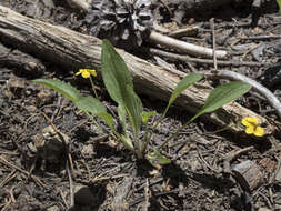 Image of Baker's violet