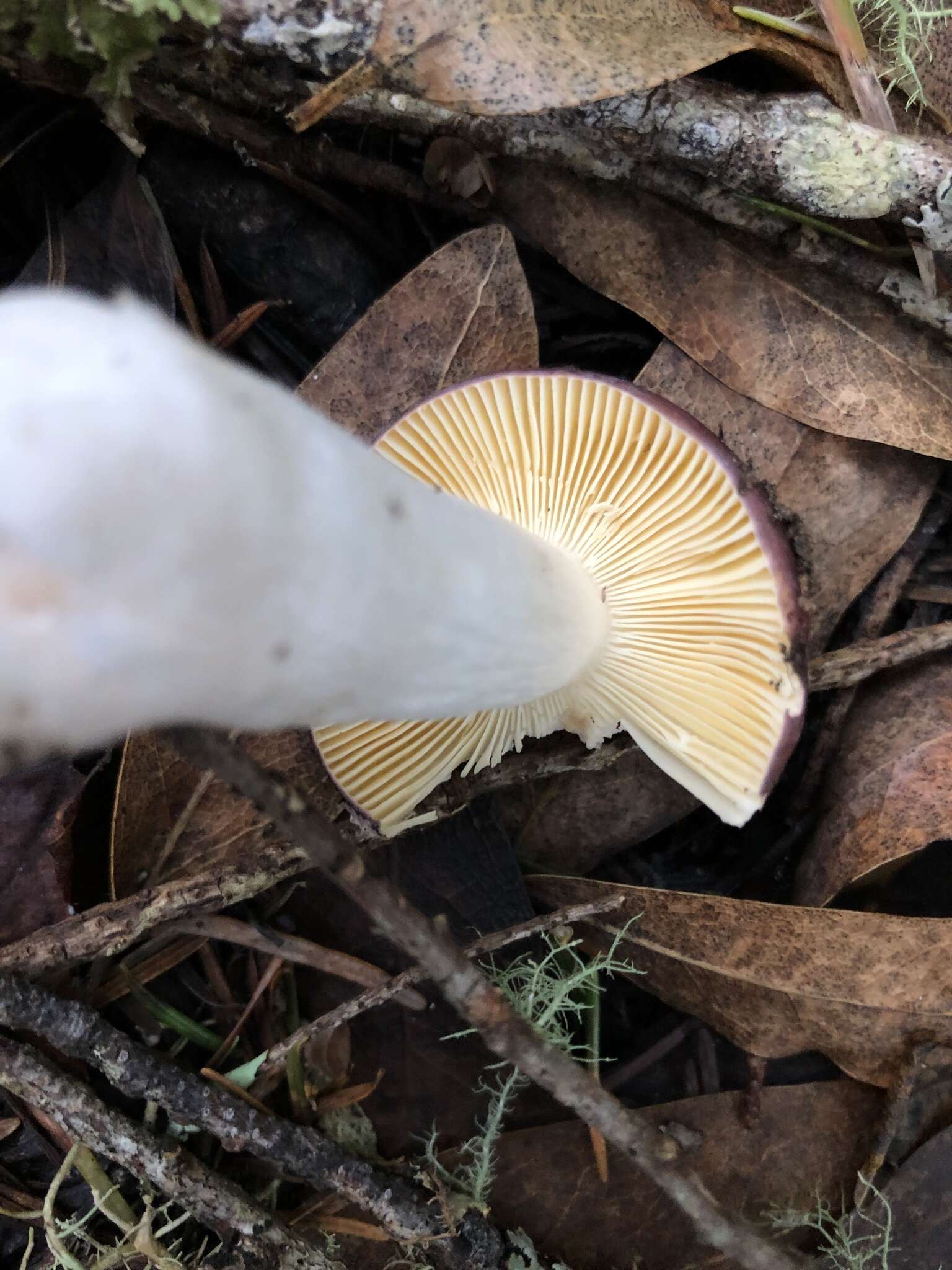 صورة Russula murrillii Burl. 1913