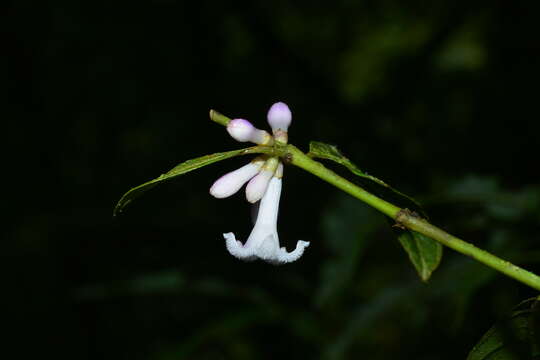 Image of Lasianthus japonicus Miq.