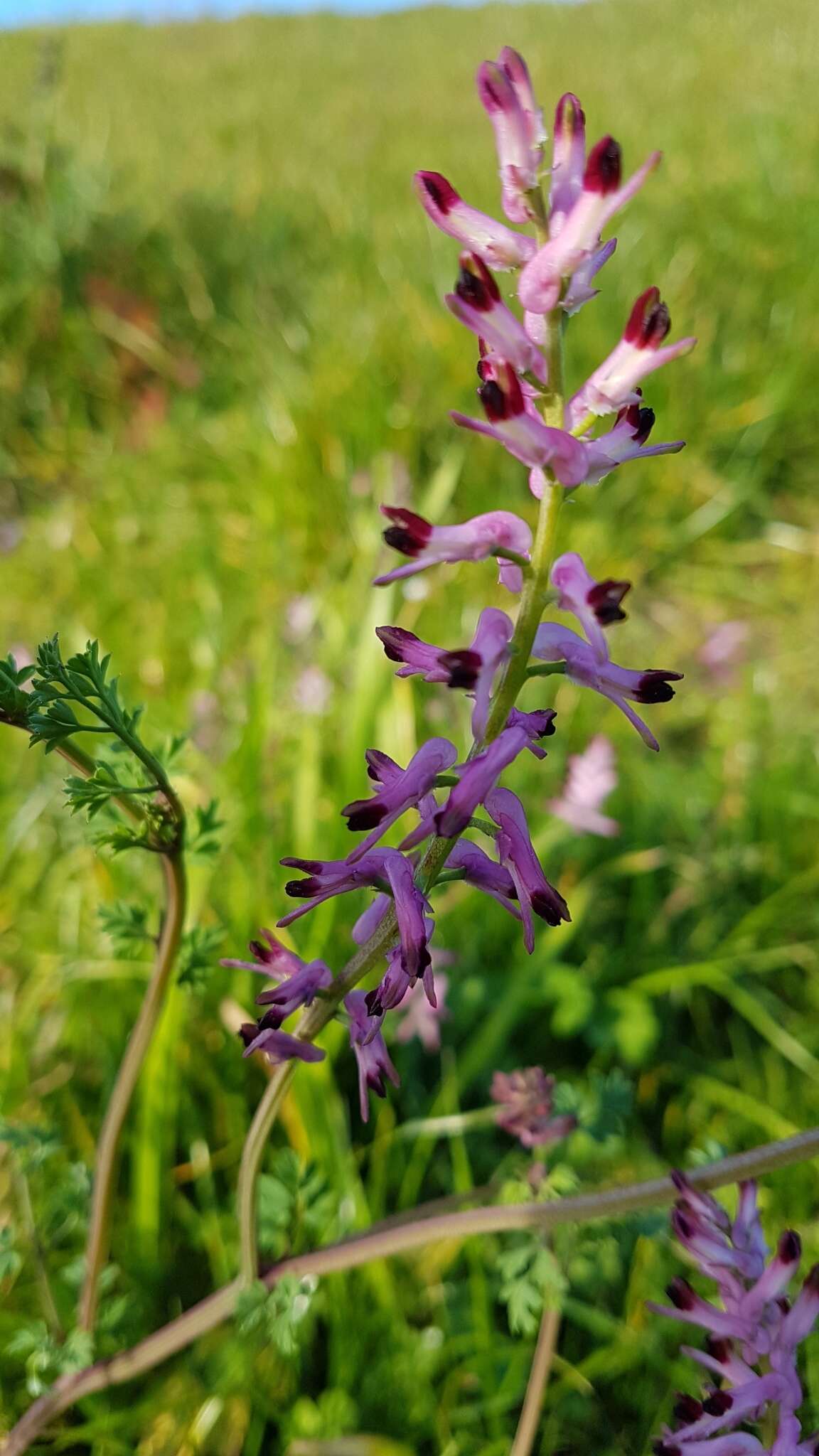 Image of fumitory