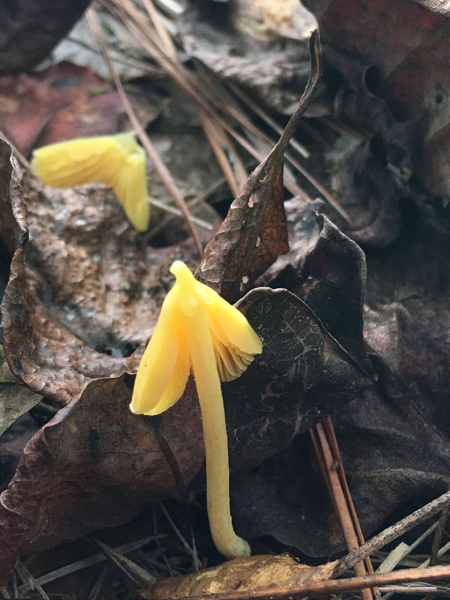 Слика од Entoloma murrayi (Berk. & M. A. Curtis) Sacc. 1899