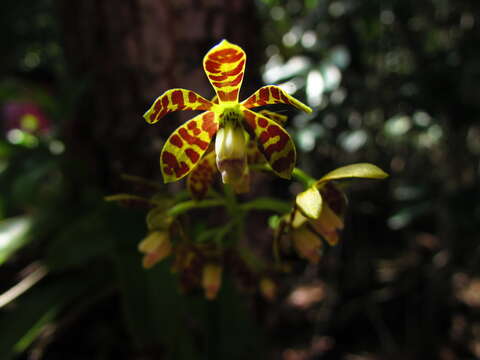 Image of dollar orchid