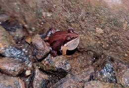 Image of Minervarya frog