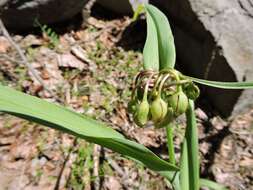 Image of Virginia spiderwort