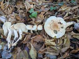 Image of Hygrophorus lindtneri M. M. Moser 1967