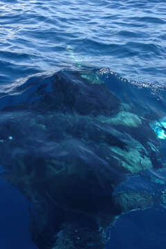 Image of Chevron Manta Ray