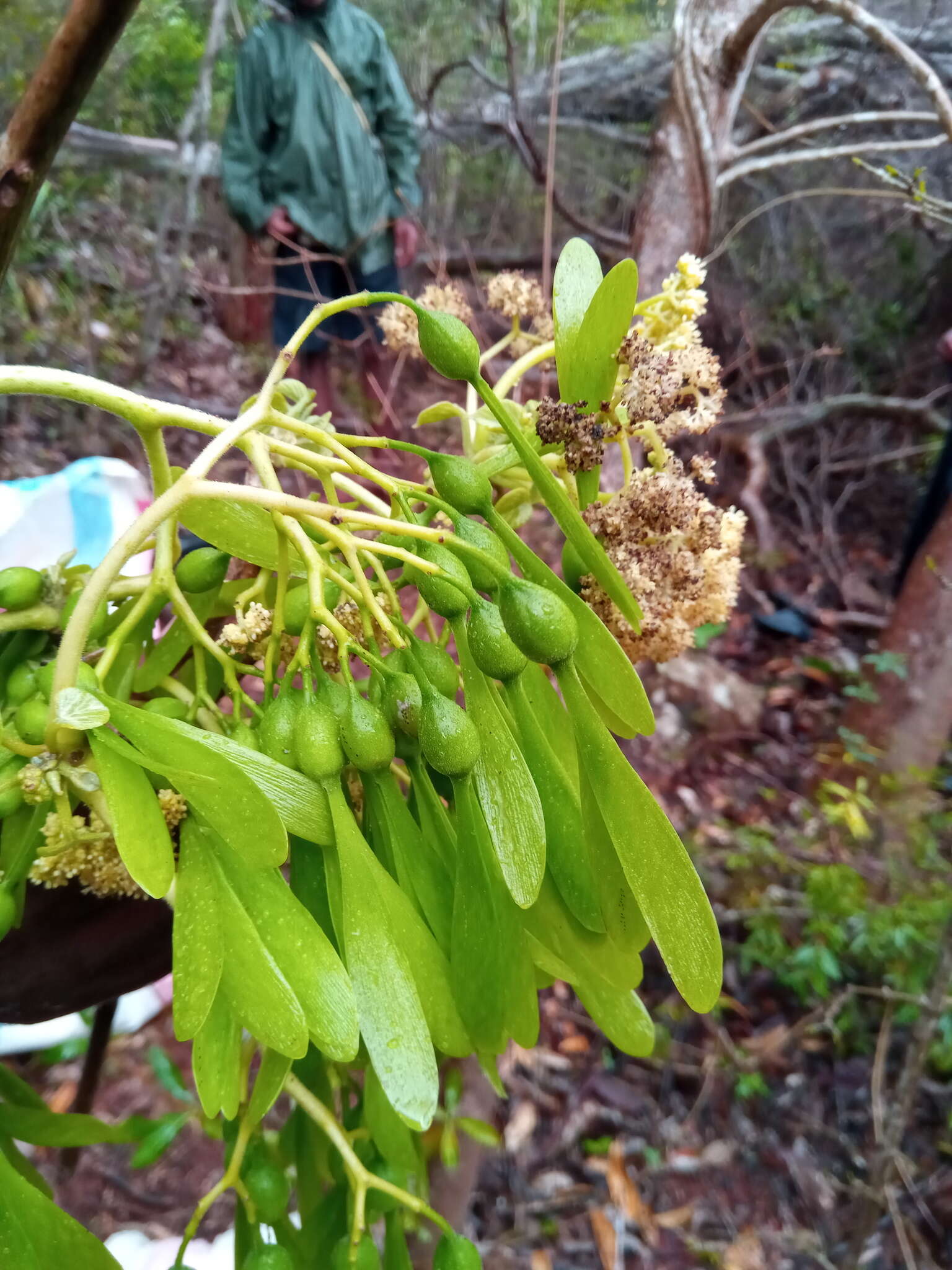 Image of Gyrocarpus