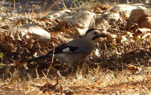 Image de Garrulus glandarius atricapillus Geoffroy Saint-Hilaire & I 1832