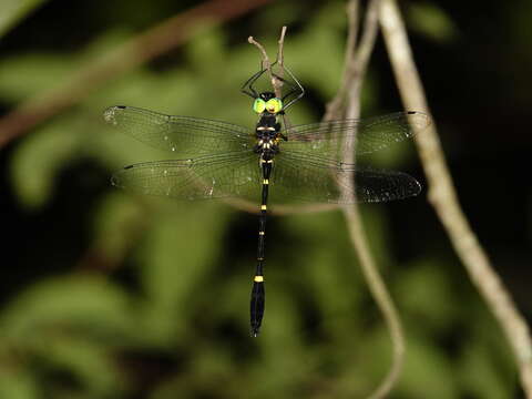 Image of Macromia katae Wilson 1993