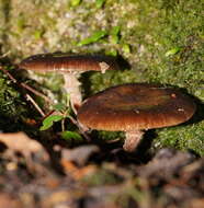 Image de Armillaria hinnulea Kile & Watling 1983