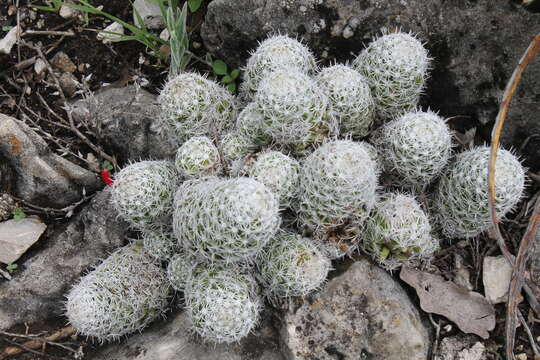 Image of Mammillaria sphacelata subsp. sphacelata