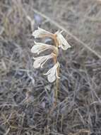 Image of Schiedeella crenulata (L. O. Williams) Espejo & López-Ferr.