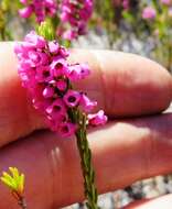 Image de Erica pulchella var. pulchella