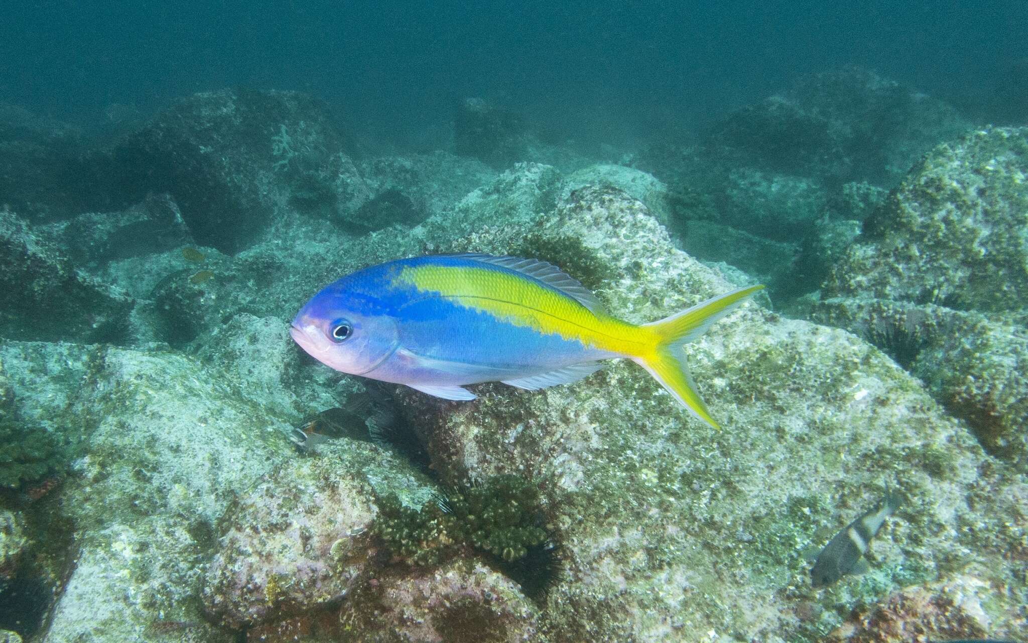 Image of Yellowtail blue snapper