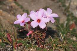 Слика од Oxalis porphyriosiphon Salter