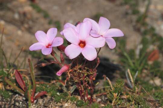 Image of Oxalis porphyriosiphon Salter