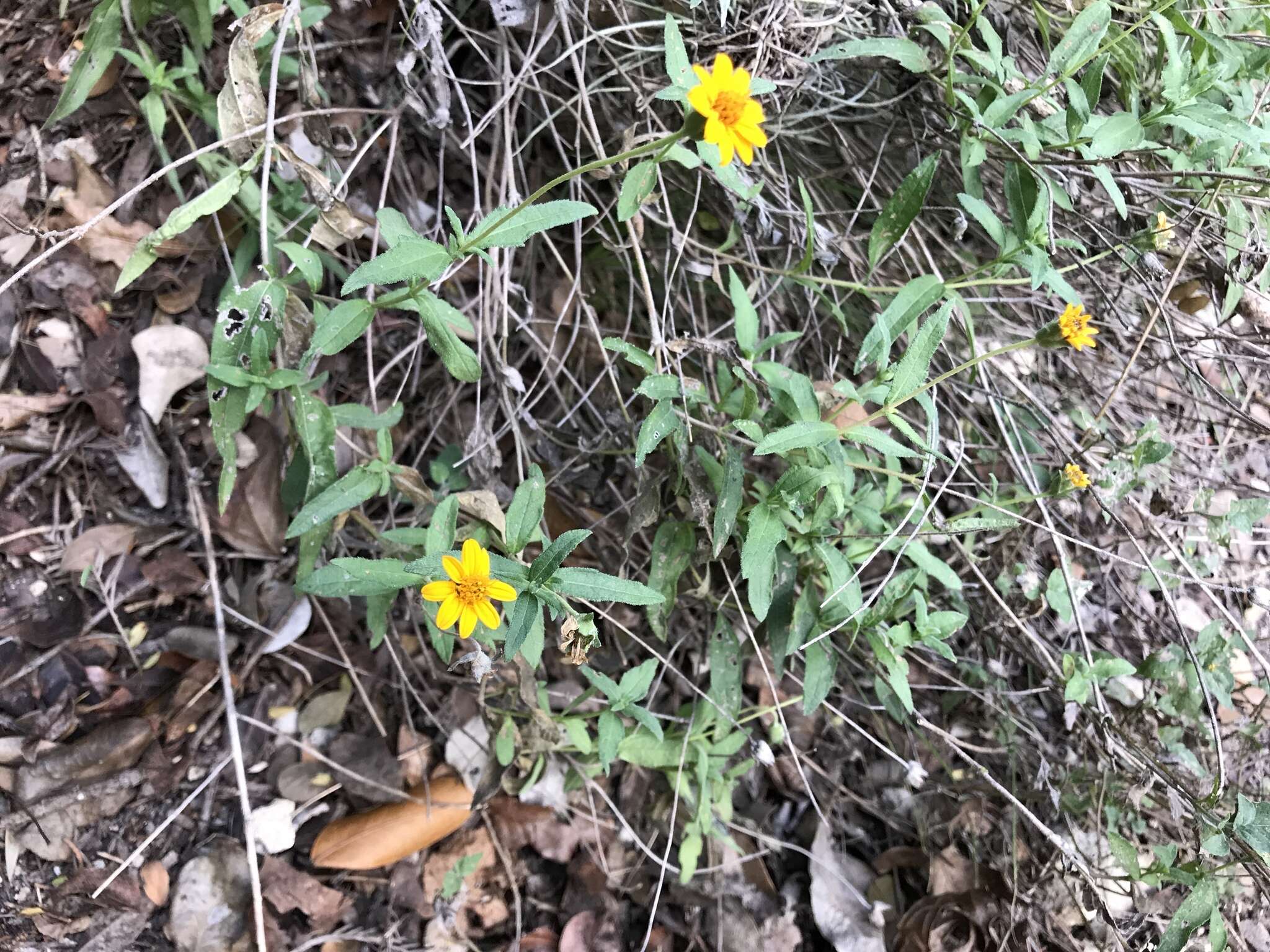 Imagem de Wedelia acapulcensis var. hispida (Kunth) J. L. Strother