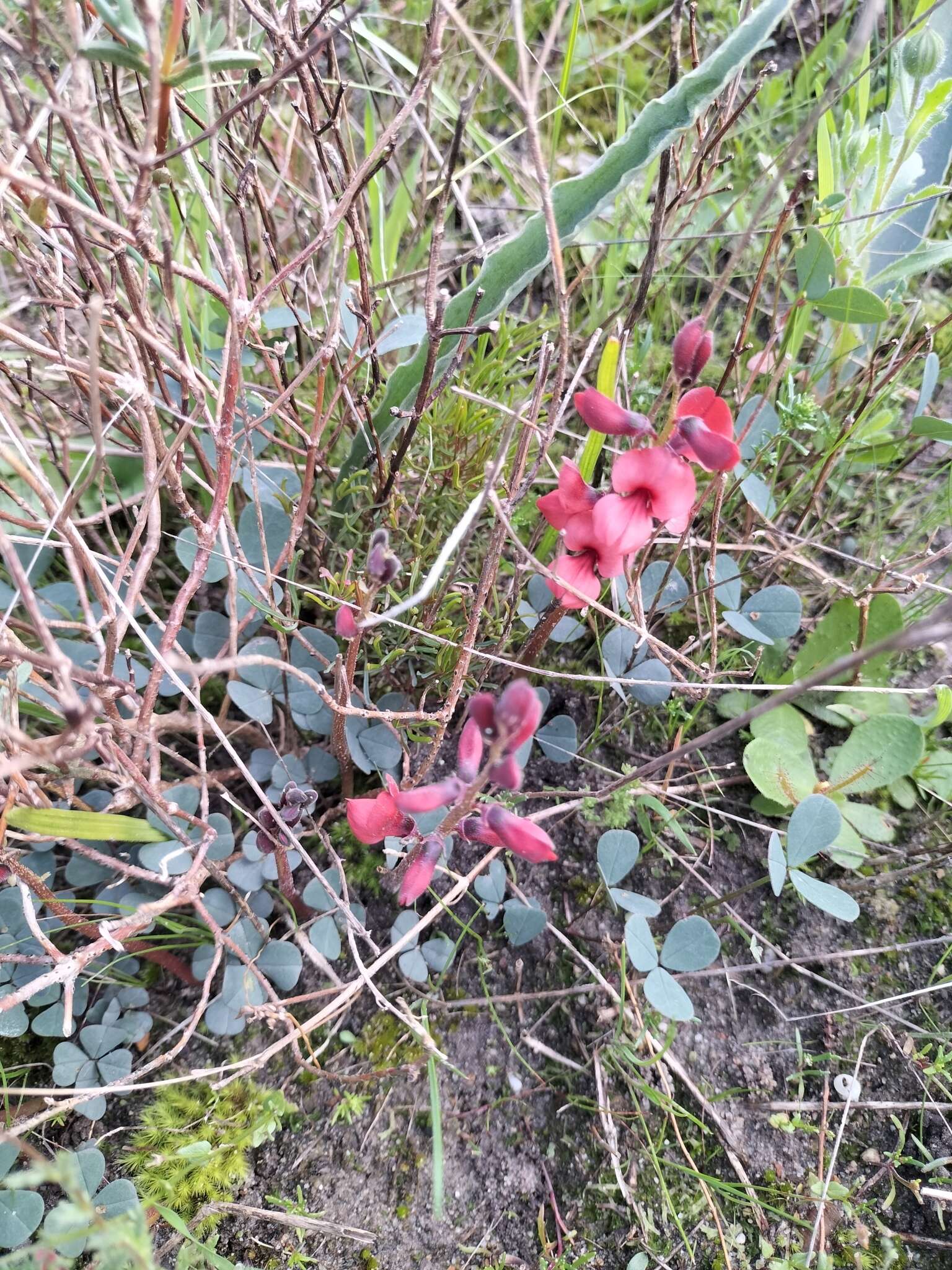 Image of Indigofera procumbens L.