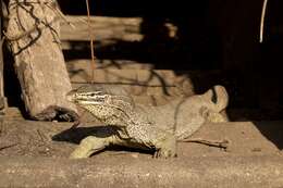 Image of Varanus panoptes panoptes (Storr 1980)