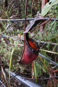 Image of Nepenthes kinabaluensis Sh. Kurata