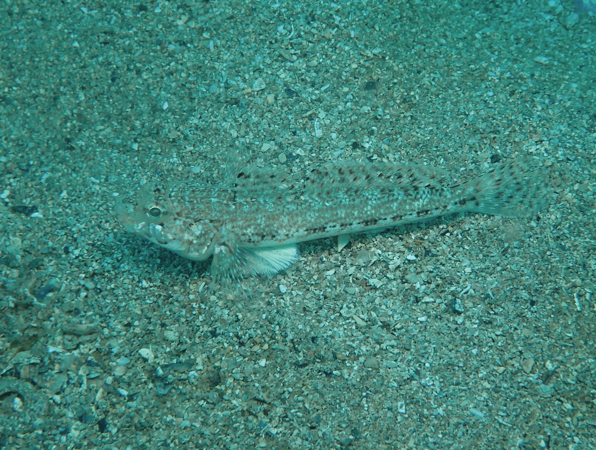 Image of Slender Goby