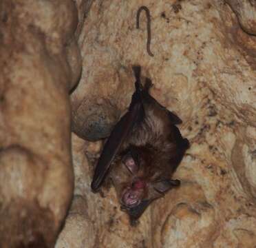 Image of Croslet Horseshoe Bat