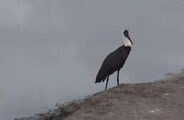 Image of African Woolly-necked Stork