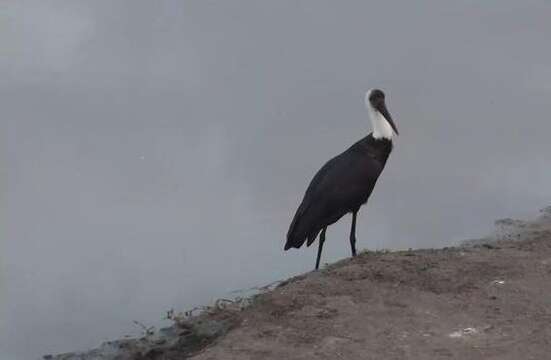 صورة <i>Ciconia microscelis</i>