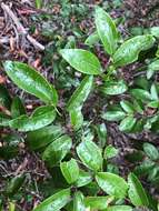 Image of Petalostigma pachyphyllum Airy Shaw