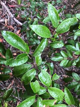 Image of Petalostigma pachyphyllum Airy Shaw