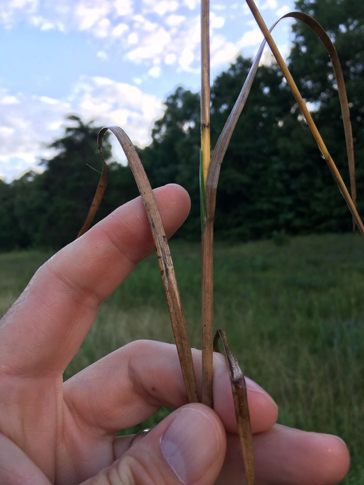 Image of bog rush