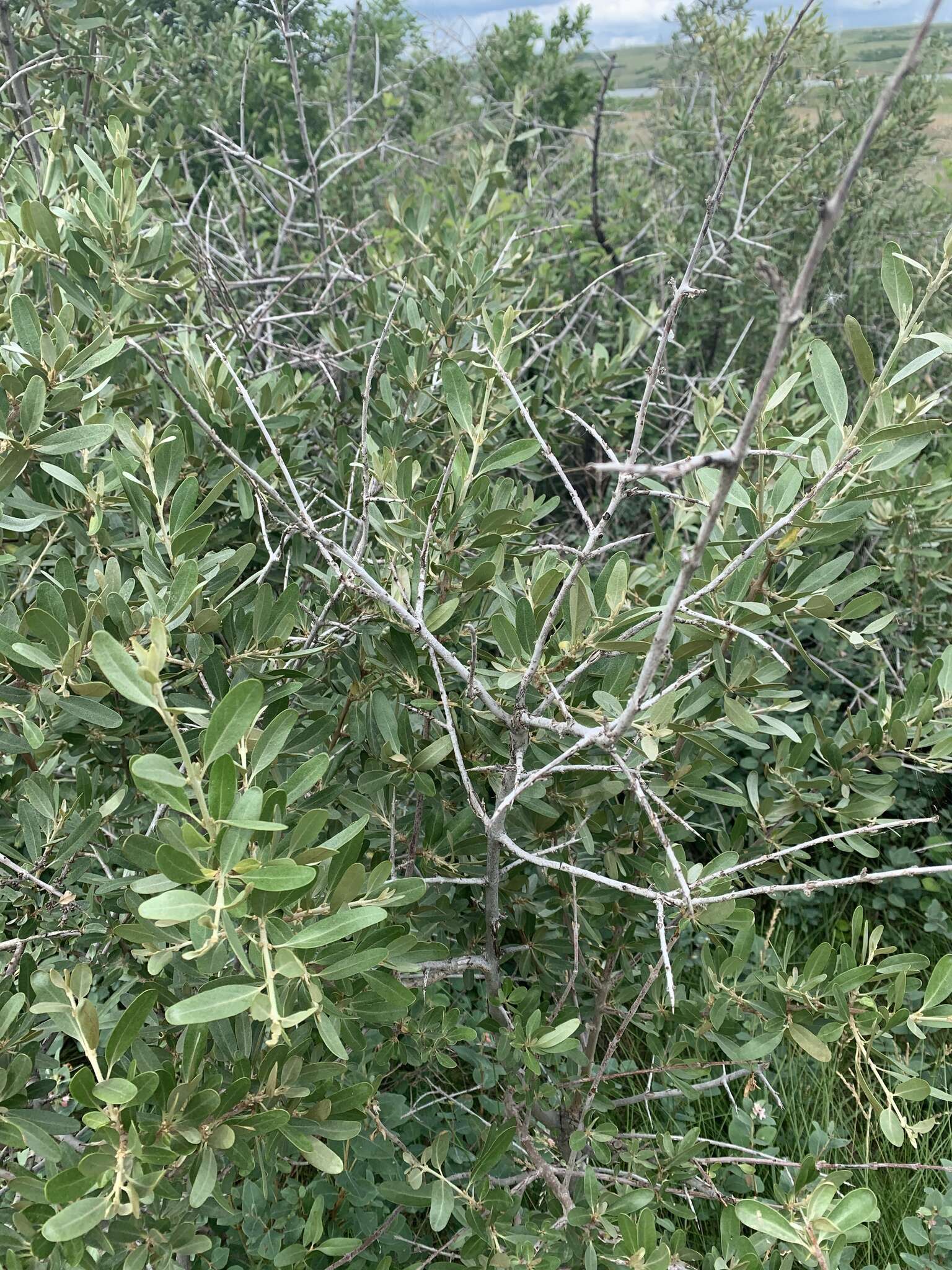 Image of silver buffaloberry