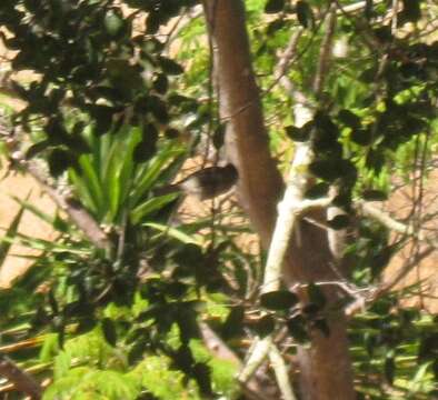 Image of Oak Titmouse